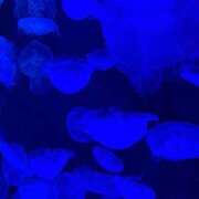 ヒメ日記 2026/09/02 00:48 投稿 りん a Relax -大人のリラクゼーションスパ-remember