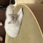 ヒメ日記 2026/09/13 20:23 投稿 てぃあら みつばちマーヤZ