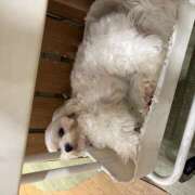 ヒメ日記 2026/09/23 00:45 投稿 てぃあら みつばちマーヤZ