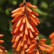 ヒメ日記 2026/08/04 06:55 投稿 田中かおる 彩タマンサ（埼玉ハレ系）