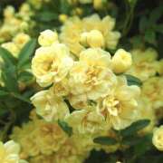 なのは ありがとうの1日♪ 阪神人妻花壇