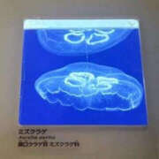 ヒメ日記 2026/10/13 13:59 投稿 岬　らら SM東京　新宿店
