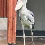ヒメ日記 2026/07/06 18:32 投稿 みゆき 熟女の風俗最終章 池袋店