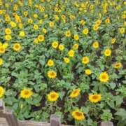 ヒメ日記 2026/07/14 16:43 投稿 まき 熟女の風俗最終章 立川店