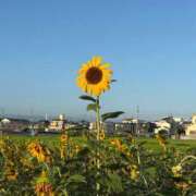 ヒメ日記 2026/08/15 07:18 投稿 西内るみか(にしうちるみか) 神戸妻