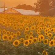 ヒメ日記 2026/07/29 12:27 投稿 こはく エプロンレディー