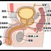 ヒメ日記 2026/09/18 08:35 投稿 一条セイラ ハンドリング　亀頭責め専門店