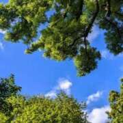 木ノ原かおり 蝉が鳴いた🌳 月の真珠-新宿-
