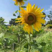 ヒメ日記 2026/07/11 11:24 投稿 綾瀬 熟女の風俗最終章 横浜本店