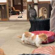 ヒメ日記 2026/07/23 21:06 投稿 佐伯あさみ おもてなし妻
