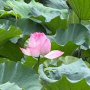 ヒメ日記 2026/08/14 00:57 投稿 りんか てこるん