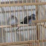 ヒメ日記 2026/09/07 07:27 投稿 けいか ごほうびSPA 新宿店