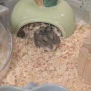 ヒメ日記 2026/09/12 01:14 投稿 けいか ごほうびSPA 新宿店