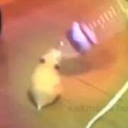 ヒメ日記 2026/08/07 21:12 投稿 たお アレグリア