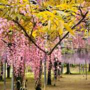 ヒメ日記 2026/07/22 21:43 投稿 繭(まゆ) 黒薔薇