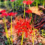 繭(まゆ) 彼岸花〜好き(*^ω^*) 黒薔薇