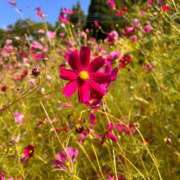 ヒメ日記 2026/10/13 21:16 投稿 繭(まゆ) 黒薔薇