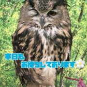 ヒメ日記 2026/08/14 14:01 投稿 せりか 品川ミセスアロマ（ユメオト）