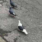 ヒメ日記 2026/10/16 10:02 投稿 つき ぽっちゃり巨乳素人専門店ぷにめろ池袋店