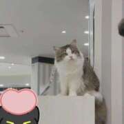 ヒメ日記 2026/08/06 00:03 投稿 タオ MEGA PALACE(メガパレス）