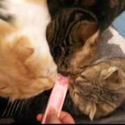 ヒメ日記 2026/08/29 12:45 投稿 しおり Felice(フェリス)