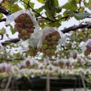 大隈ゆりな 昨日山梨🍇 MIRAI TOKYO 六本木店