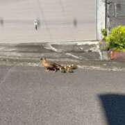 ヒメ日記 2026/09/13 06:06 投稿 穂乃果(ほのか) 可憐な妻たち 太田店