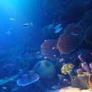 ヒメ日記 2026/08/17 19:21 投稿 清水ゆり こあくまな熟女たち 広島店（KOAKUMAグループ）