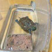 アン カメ🐢 マダム錦糸町