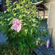 ヒメ日記 2026/09/24 06:36 投稿 三田村　せい しこたま奥様 札幌店