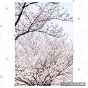 ヒメ日記 2025/04/05 21:46 投稿 くれあ ニュー不夜城