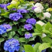 ヒメ日記 2025/06/09 09:25 投稿 くれあ ニュー不夜城