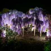 さき 藤の花 コートダジュール