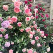 みさと 薔薇に魅せられて😊 熟女家 十三店