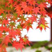 ヒメ日記 2026/10/06 18:20 投稿 りほパン ぽっちゃりパンダ五反田