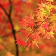 ヒメ日記 2026/09/20 13:31 投稿 鶴田 もも 千葉Grand Mrs.