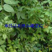 ヒメ日記 2026/09/13 10:50 投稿 まあさ 熟女の風俗最終章 相模原店