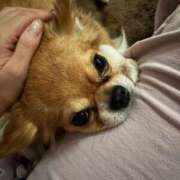 ヒメ日記 2026/09/03 12:33 投稿 琥珀 Tiara Belle
