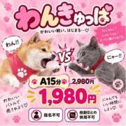 ヒメ日記 2026/09/09 18:40 投稿 こむぎ 2980円（にゃんきゅっぱ）