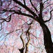 ヒメ日記 2025/03/22 13:33 投稿 みずき タレントCLUB