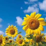 ヒメ日記 2025/08/13 17:43 投稿 みずき タレントCLUB