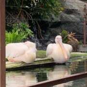 ヒメ日記 2026/10/16 10:22 投稿 かおる 千葉松戸ちゃんこ