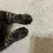 ヒメ日記 2026/08/05 20:19 投稿 猫ねるね ウルトラハピネス
