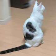 ヒメ日記 2026/08/18 13:17 投稿 猫ねるね ウルトラハピネス