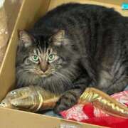 ヒメ日記 2026/08/20 13:59 投稿 猫ねるね ウルトラハピネス