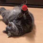 ヒメ日記 2026/09/03 12:55 投稿 猫ねるね ウルトラハピネス
