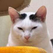 ヒメ日記 2026/10/05 18:54 投稿 猫ねるね ウルトラハピネス
