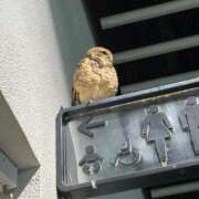 ヒメ日記 2026/09/18 20:45 投稿 らな 舐めフェチの会