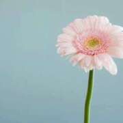 ヒメ日記 2026/08/08 13:51 投稿 凛花(りんか) グランドオペラ福岡
