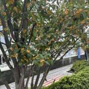 ヒメ日記 2026/10/06 10:11 投稿 ひかり 熟女の風俗最終章 宇都宮店